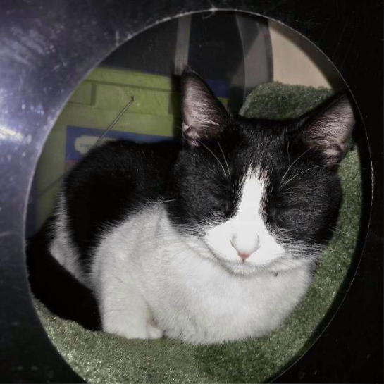 Eren, the cat the P.A.W.S. Protocol was built in memory of